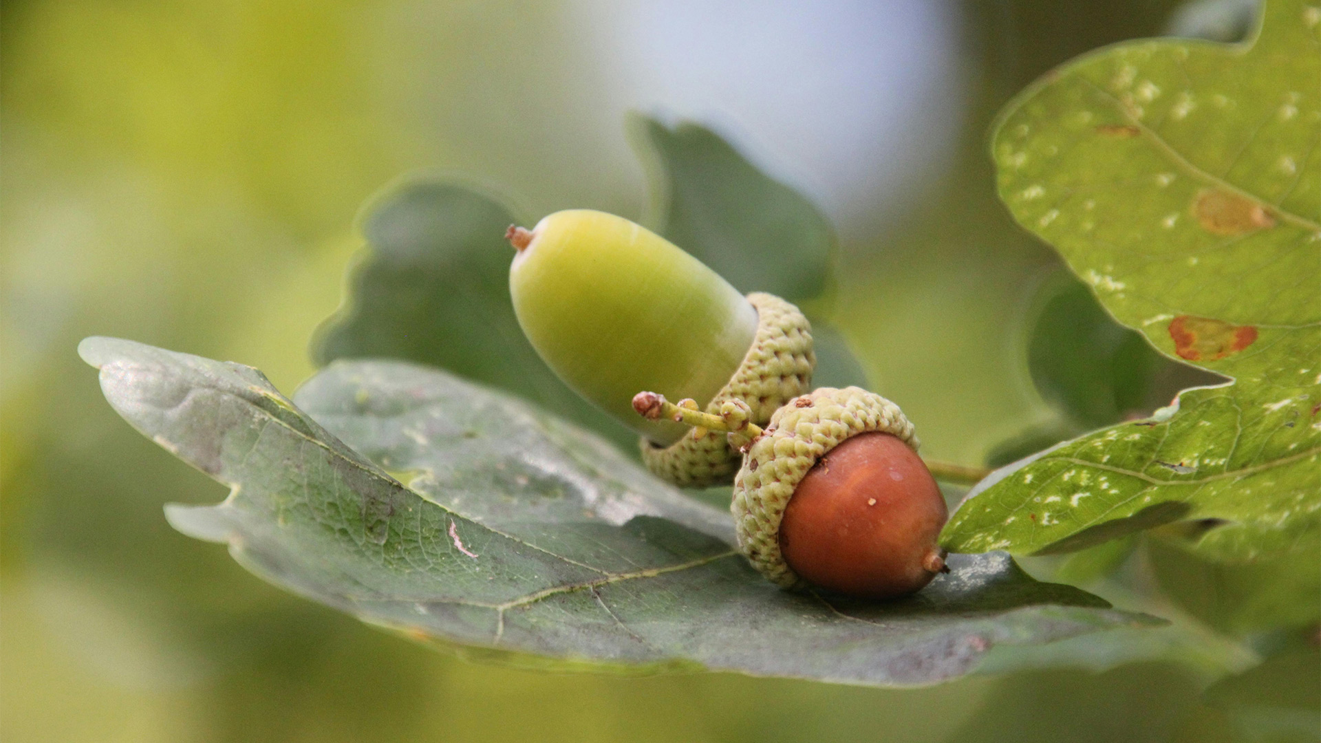 Hi5Ambacht_Herfst_01_Natuurpaspoort