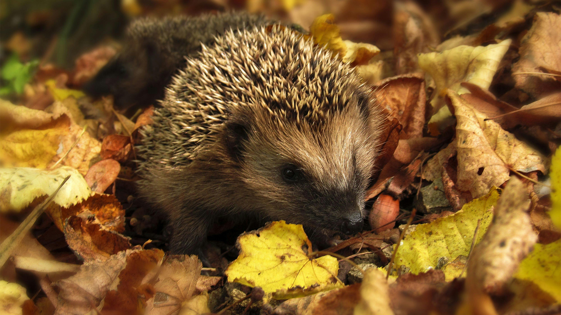 Hi5Ambacht_Herfst_11_Natuurpaspoort